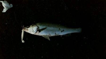 今朝はハネナブラ撃ち。図らずも3目ゲット。